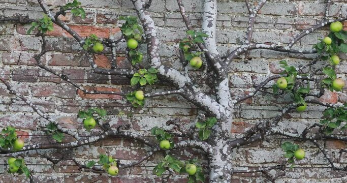 cultivated apples tree growing on a walled garden in Scotland.