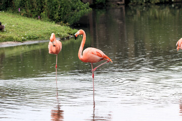 A close up of a Flamingo