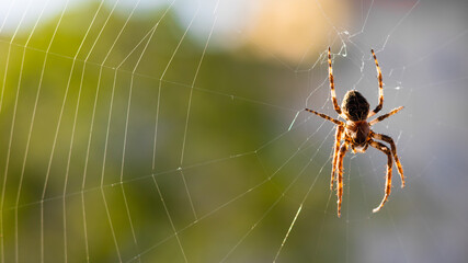 Male bridge spider Larinioides sclopetarius sitting in the middle of web. Macro photography of wildlife. 