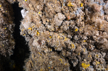 Fototapeta na wymiar Cup corals, Polycyathus muellerge, Sarıgerme Turkey