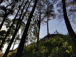 forest in the morning