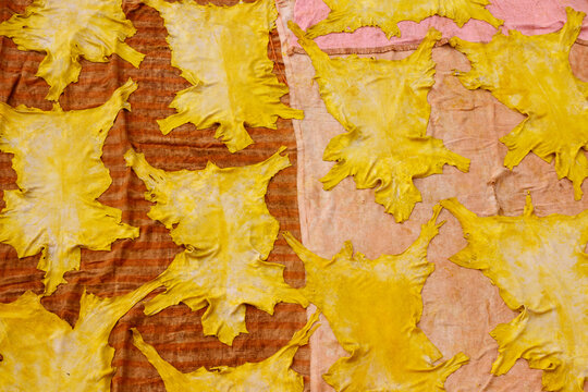 With saffron dyed yellow leather, produced from goat hides, spread out and drying at the Chouara tannery, Fez, Morocco.