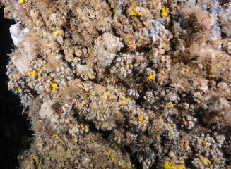 Cup corals, Polycyathus muellerge, Sarıgerme Turkey