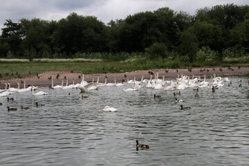 A close up of a Mute Swan