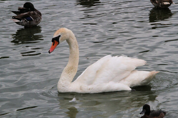 Obraz premium A close up of a Mute Swan