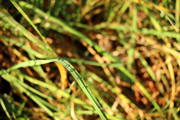 Water drops on a blade of green grass. In the background, fuzzy other blades of green and yellow grass.