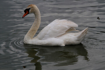A close up of a Mute Swan