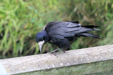 Fototapeta premium A close up of a Rook