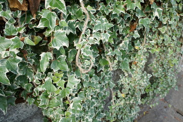蔦の這う壁