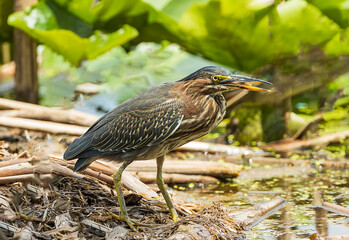 A beautiful green heron hunting for a fresh frog lunch. 