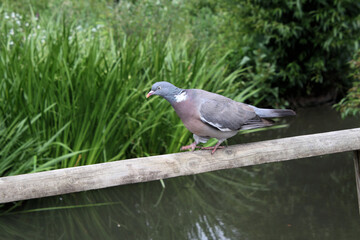 A close up of a Wood Pigeon