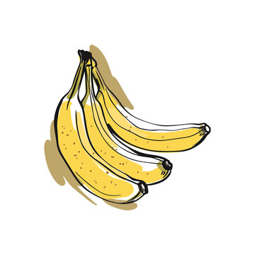 Three yellow bananas in a bunch. Juicy tropical fruit, natural dessert. Sketch style. Vector clipart on isolated white background.For printing banners, postcards, product packaging.