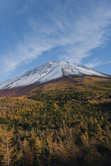 Fototapeta premium 新雪と紅葉の富士山