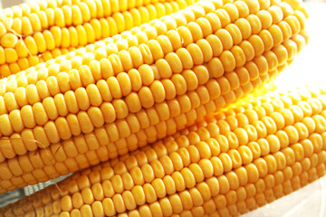 close up of corn fresh 
