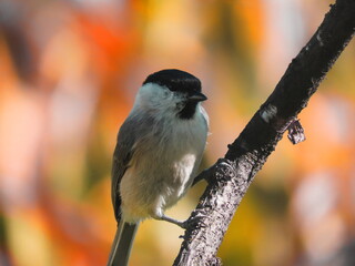 Marsh tit (Poecile palustris) perching/posing on a tree branch,  with a beautiful autumn coloured background. Common bird posing, with autumn coloured background behind (red, orange, yellow).