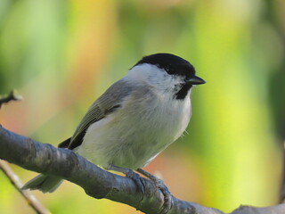 Marsh tit (Poecile palustris) perching on a tree branch with a beautiful spring coloured background.. Common bird posing during spring, with spring coloured background (bright green and yellow).