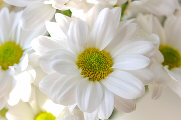 Bouquet of white chrysanthemums on a light background.