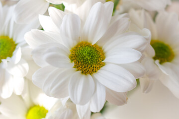 Bouquet of white chrysanthemums on a light background.