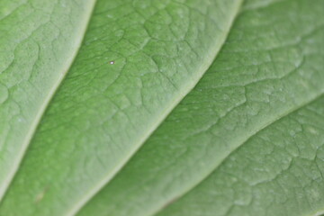 Macro shot of anthurium leaf