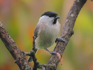 Black redstart (Phoenicurus ochurus) perching on a tree branch with nice green background behind.