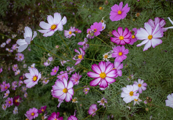 Obraz premium flowers in the garden