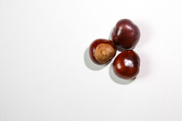 Horse chestnuts on the white background. Ripe chestnuts for cooking. Raw chestnuts isolated on white background.