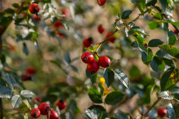 Ripened rose hips on shrub branches, red healthy fruits of Rosa canina plant, late autumn harvest