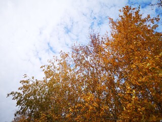 The trees, yellow , red in autumn. Time of year autumn
