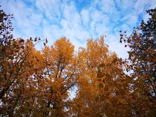The trees, yellow , red in autumn. Time of year autumn
