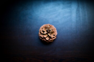close up view of pine tree leaf