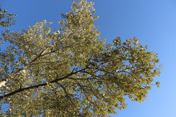 blossoming tree