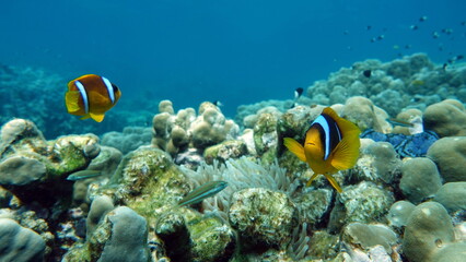 Clown fish amphiprion (Amphiprioninae). Red sea clown fish.