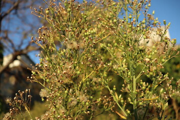 blooming tree