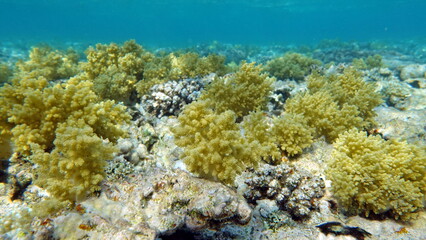 Beautiful coral reefs of the Red Sea.