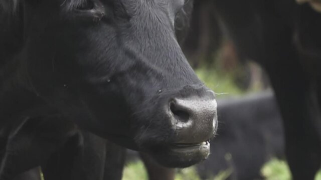 Close-up of a black chewing cow's face, masticate the grass. Super slow motion 1000 fps.

