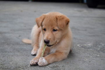 brown golden retriever lying on the floor