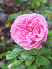 Pink english rose among foliage covered with raindrops in autumn, macro photography, selective focus, blurred background, vertical orientation