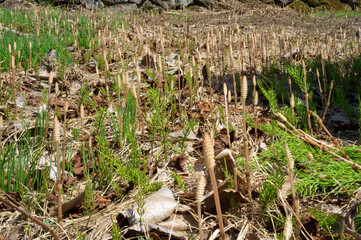 たくさんのつくし