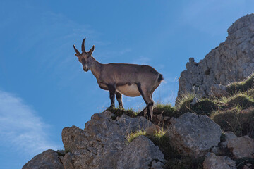 An ibex in the Alps in France in summer