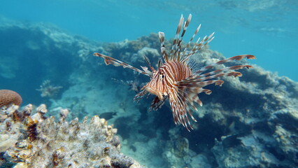 Lion Fish in the Red Sea.
