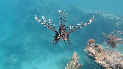 Lion Fish in the Red Sea.