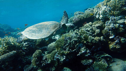 Fototapeta na wymiar Sea turtles . Great Reef Turtle . Bissa.