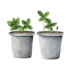 A young green houseplant grows from the ground in a clay pot. Botanical illustration of a young plant painted in watercolor on a white background.