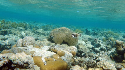 Beautiful fish on the Red Sea reef.