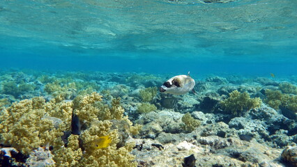 Butterfly fish on the Red Sea reef. 