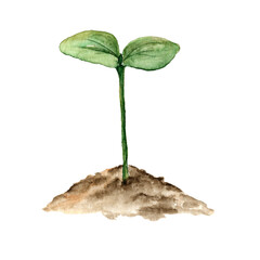 A young green plant growing from the ground. Botanical illustration of a young plant painted in watercolor on a white background. © Viktoryia