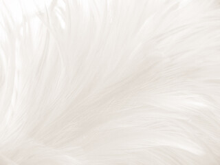 Beautiful abstract gray feathers on white background and soft white feather texture on white pattern and brown background, white texture, love theme, valentines day