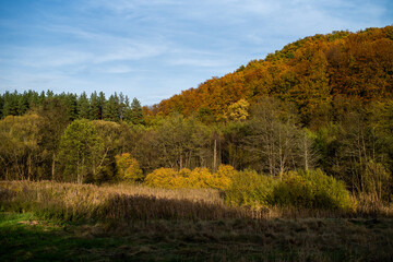 Beautiful autumn deciduous forest in the afternoon