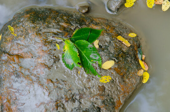 Rock with Leaves in a Stream