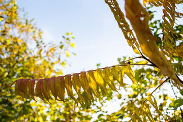 Yellow leaves of autumn trees